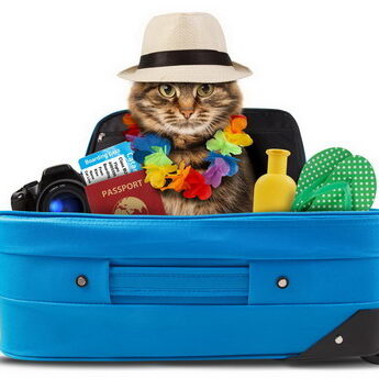 Funny,Cat,Going,On,Vacation