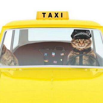 Funny,Cats,Are,Driving,On,A,Yellow,Cab.,Taxi,Car