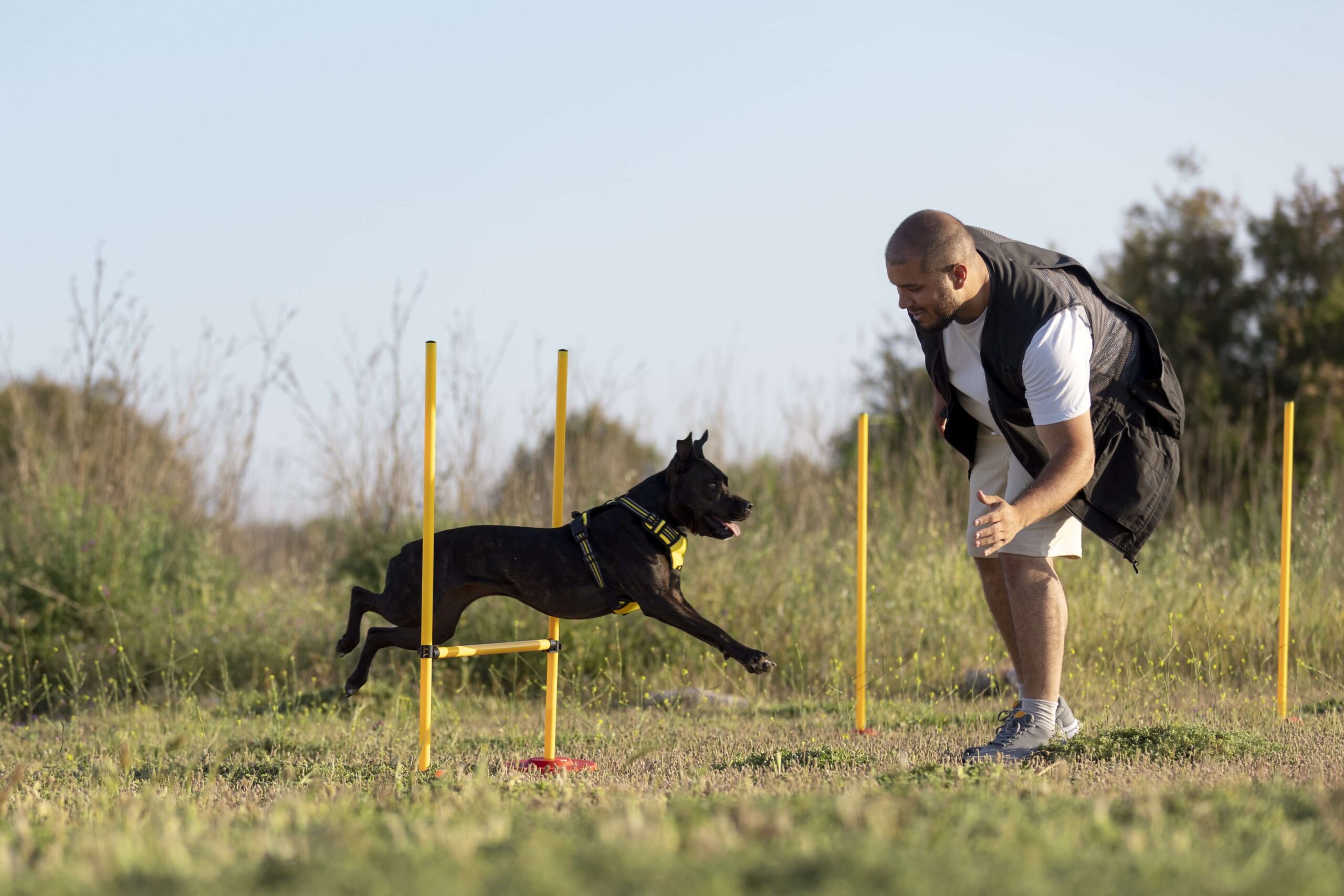 Mastering Basic Obedience Commands: Pet Training in Dubai