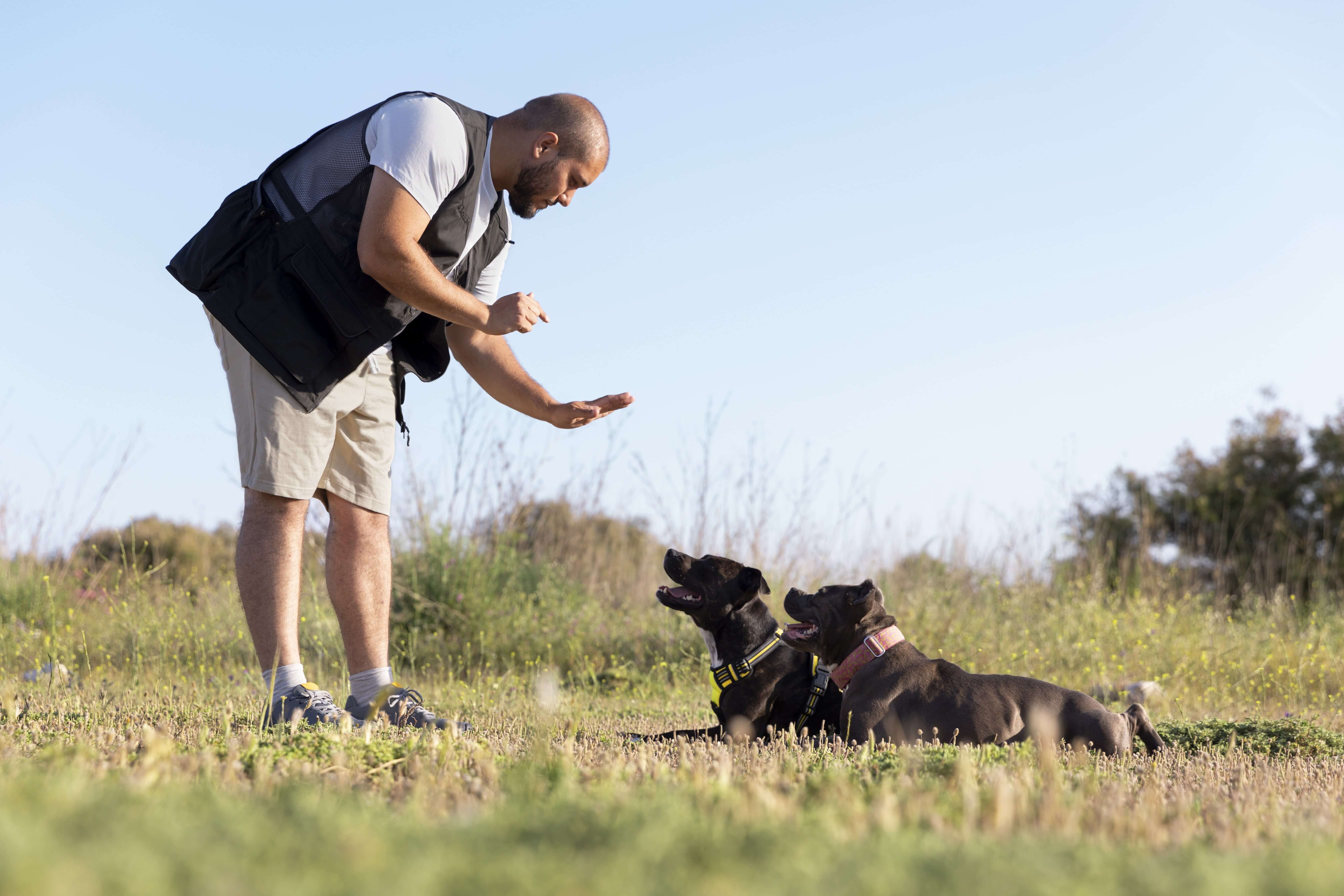 Basic Dog commands Pet training