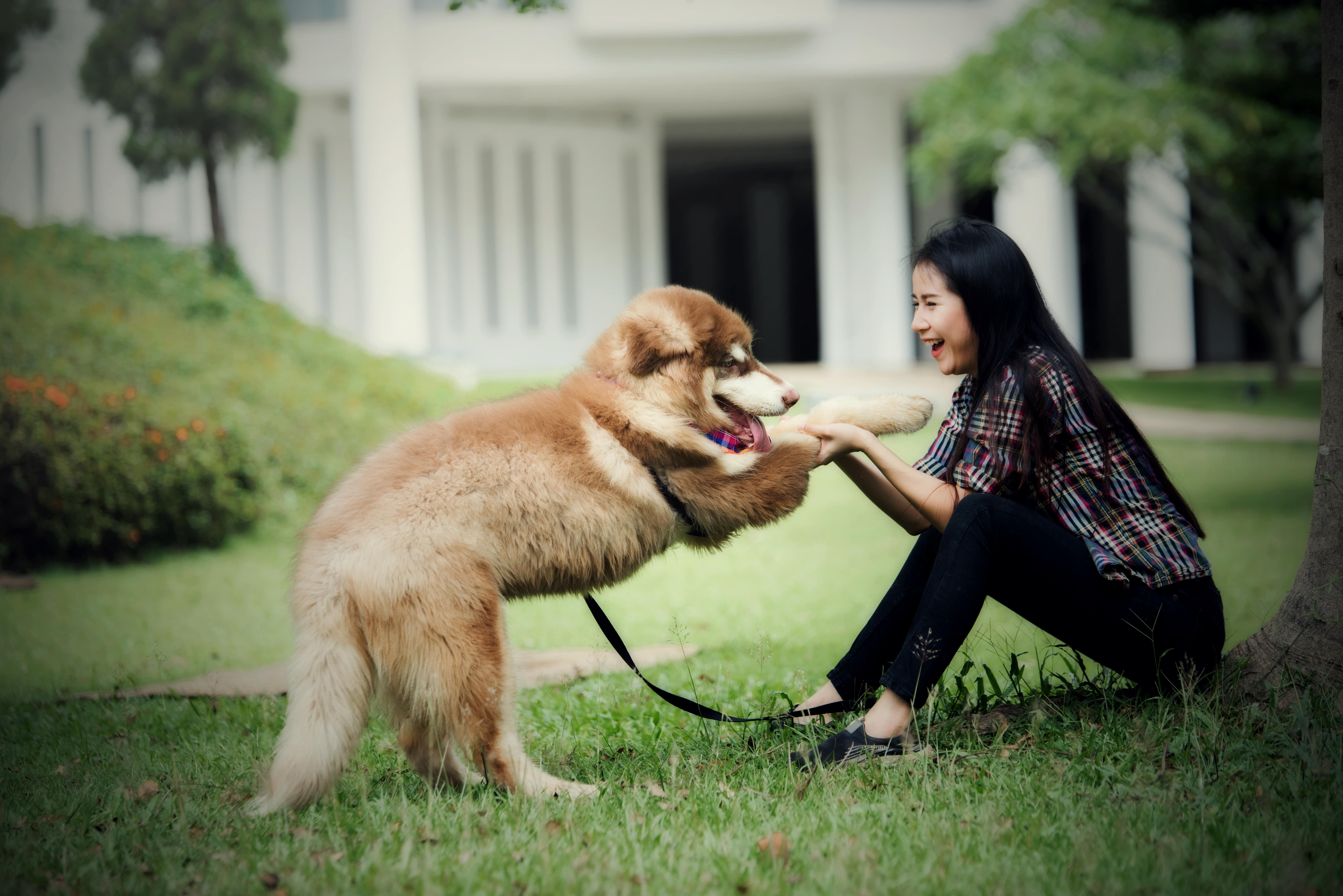 How to train your pets Dubai for specific activities