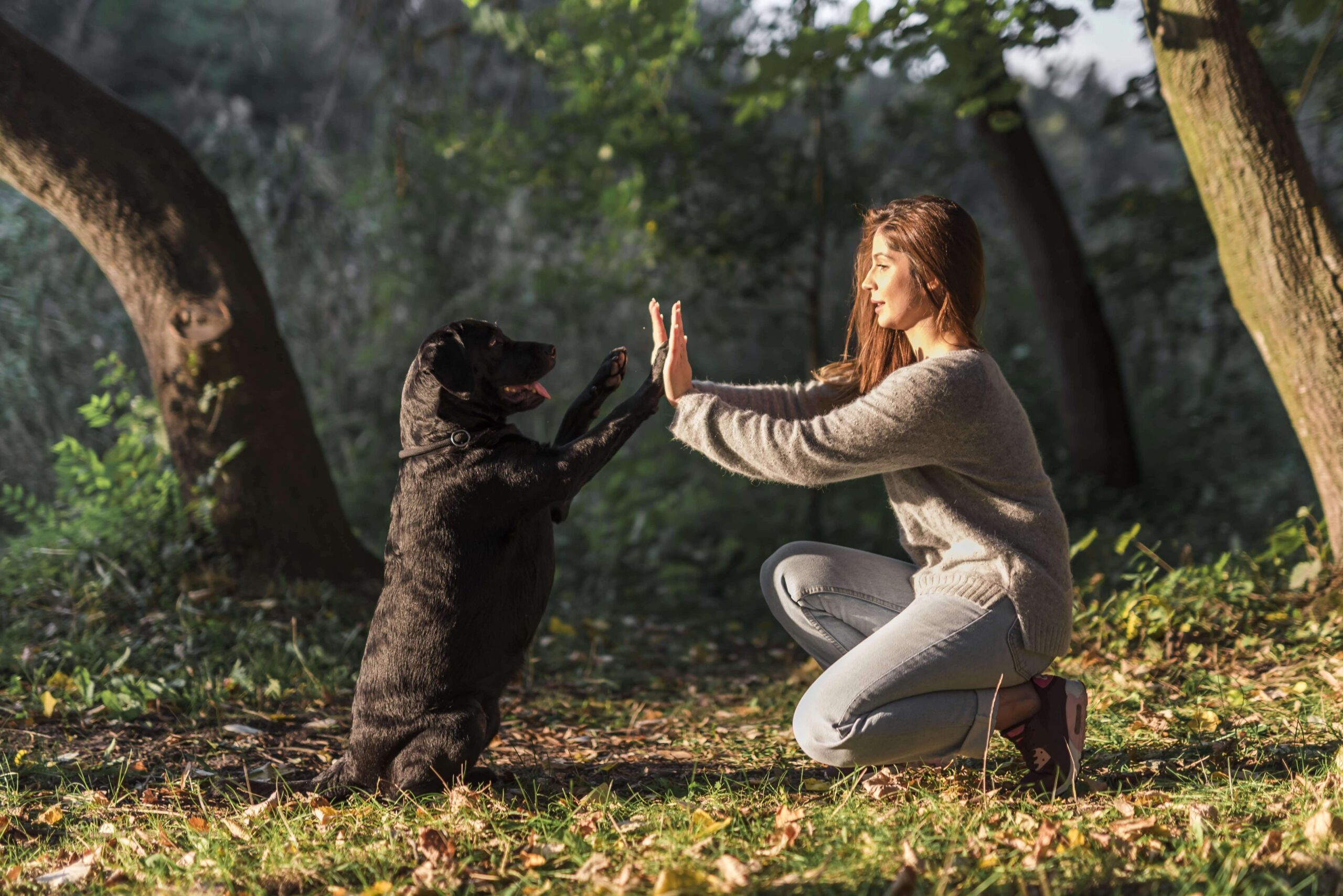 HOW TO TRAIN YOUR PETS TO BE WELL- BEHAVED IN  DUBAI’S PUBLIC