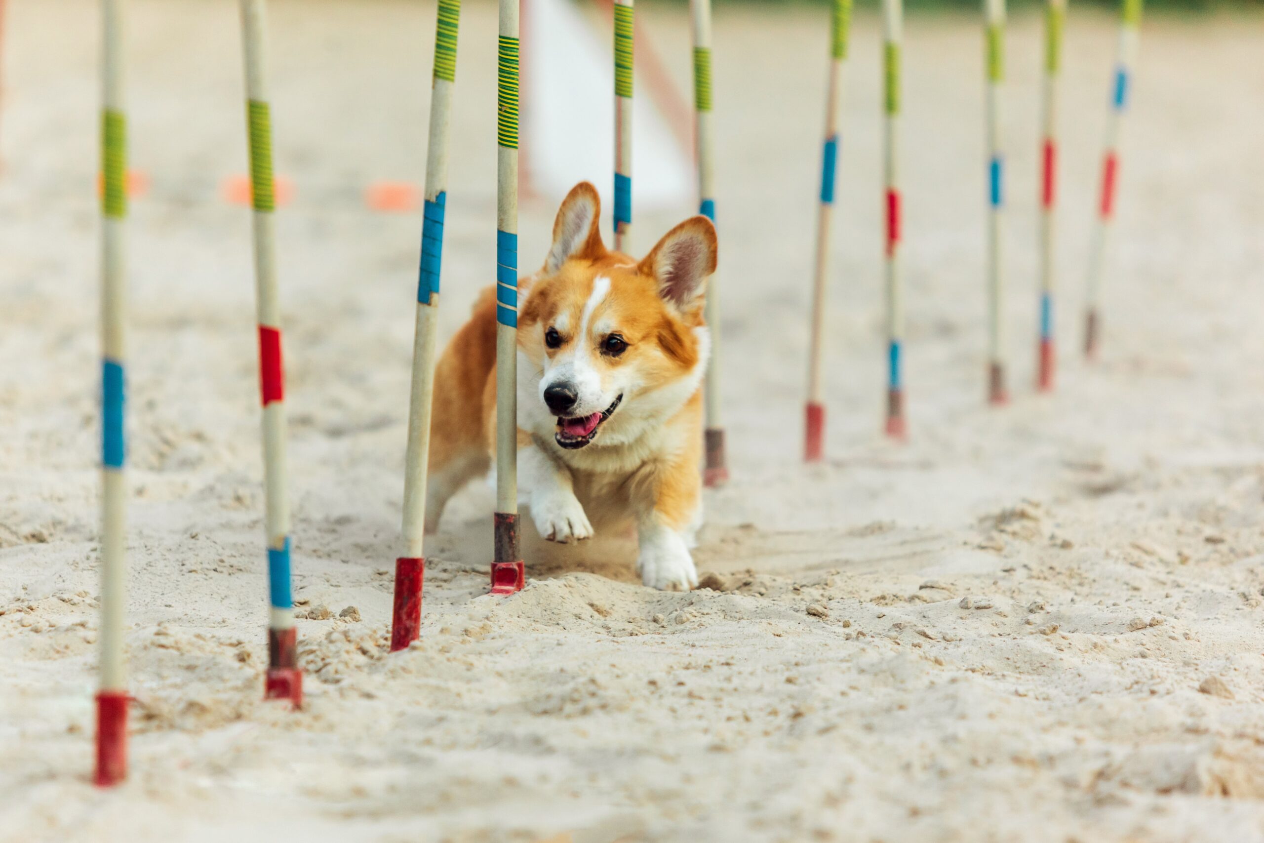 PUPPY TRAINING ESSENTIALS IN DUBAI A GUIDE FOR NEW DOG OWNERS IN DUBAI