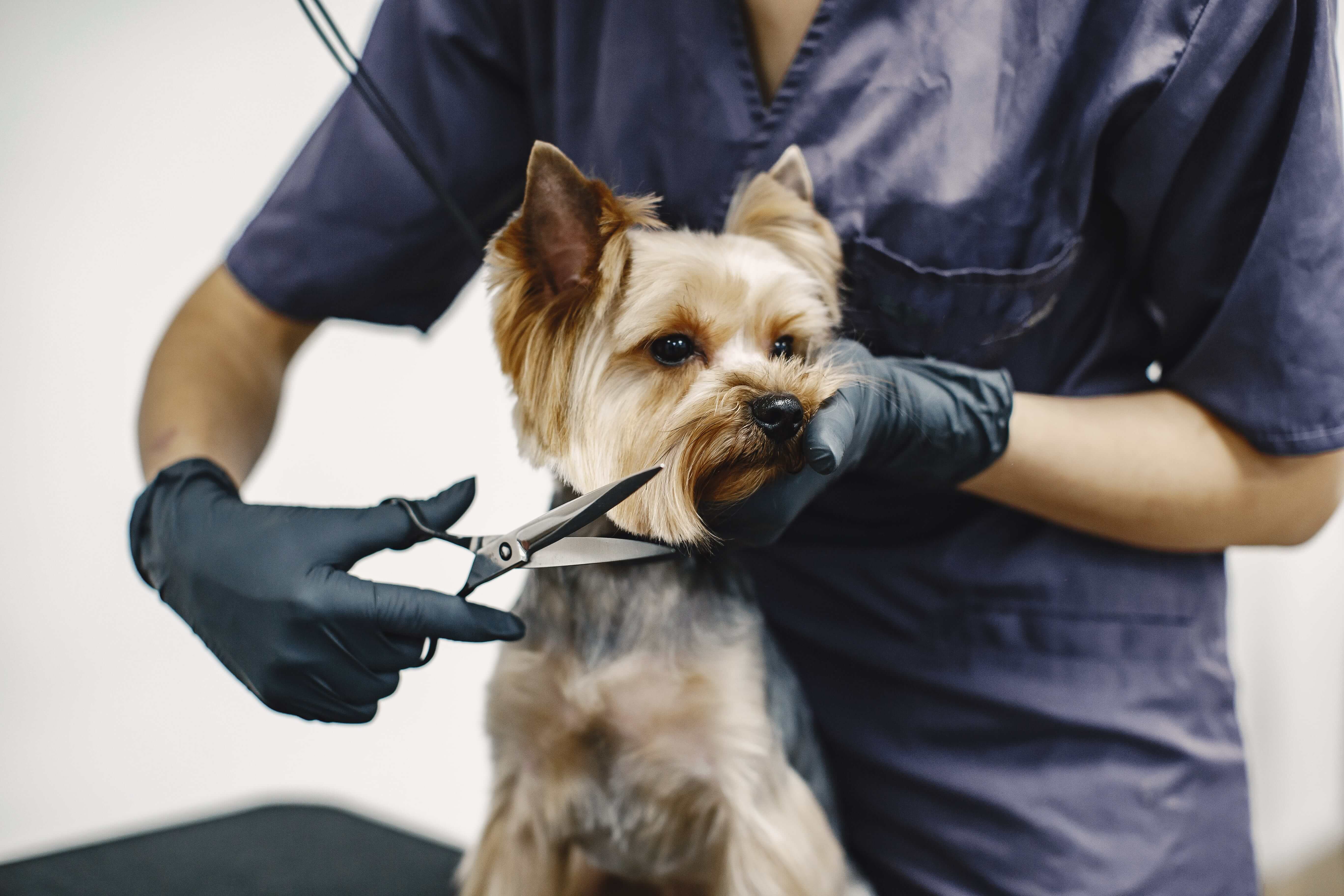 Essential Pet Grooming Tips for Every Dubai Pet Owner