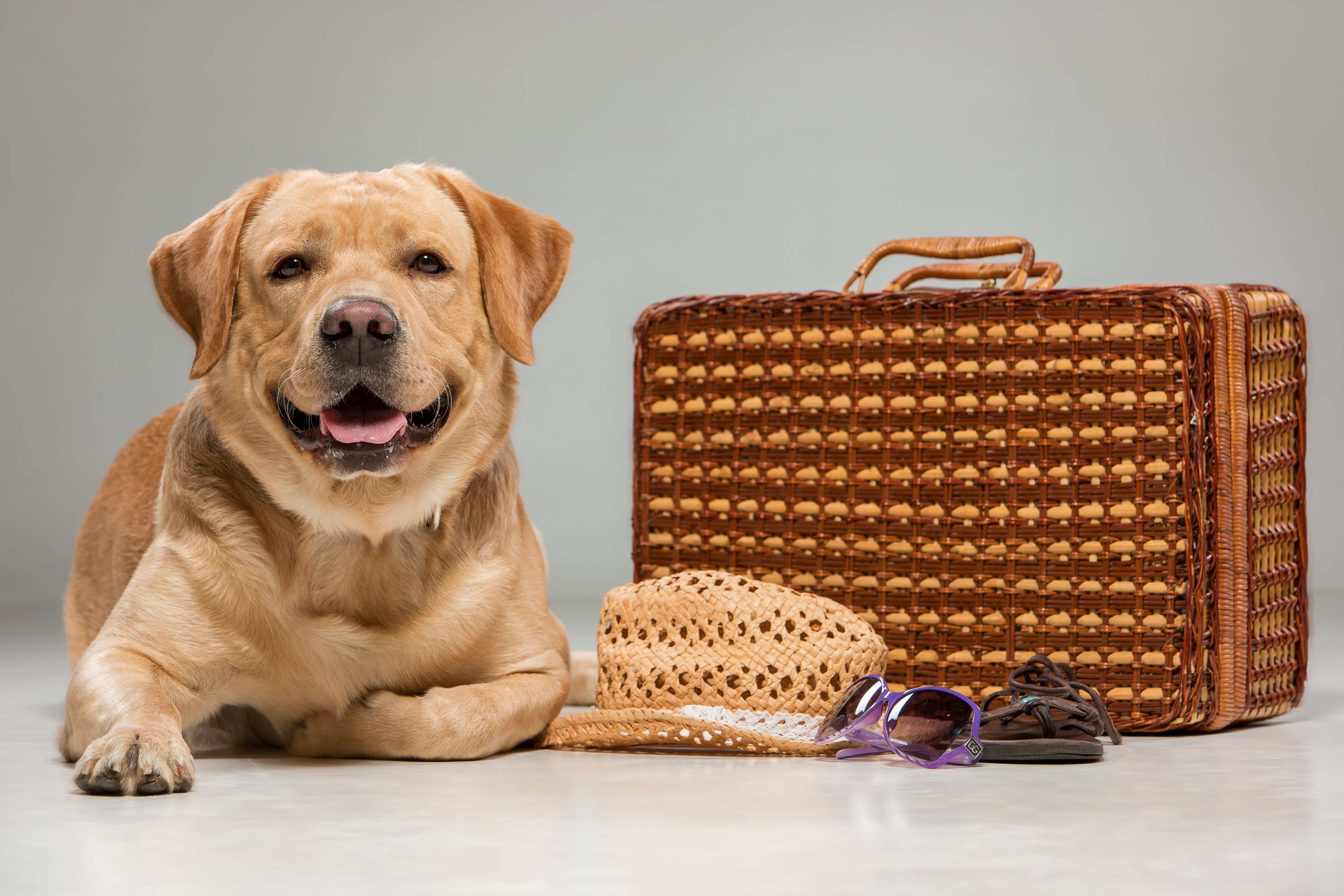 How to Choose a Safe and Reputable Dog Boarding Facility in Dubai