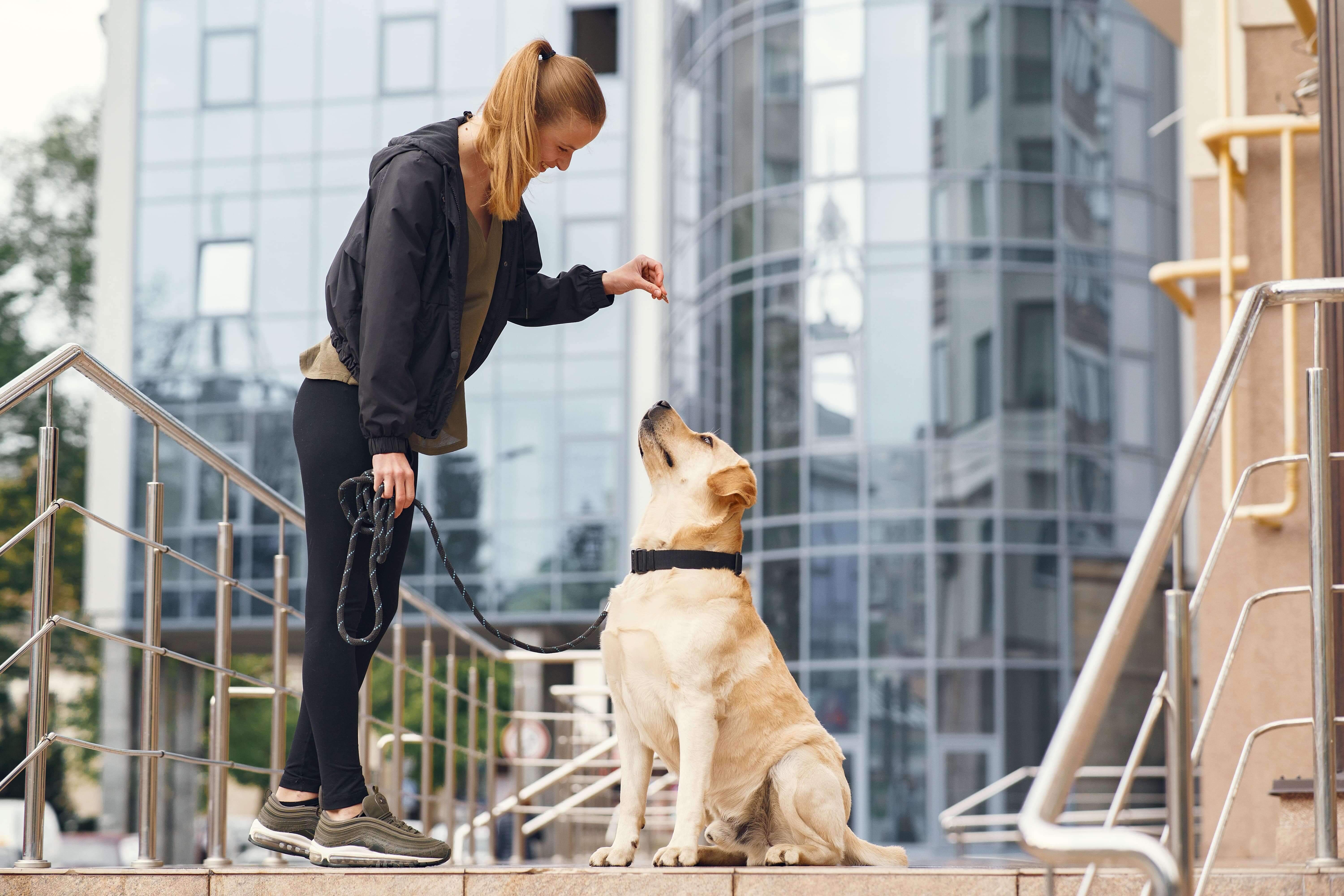 Top 5 Tips for Training Your Dog in Dubai