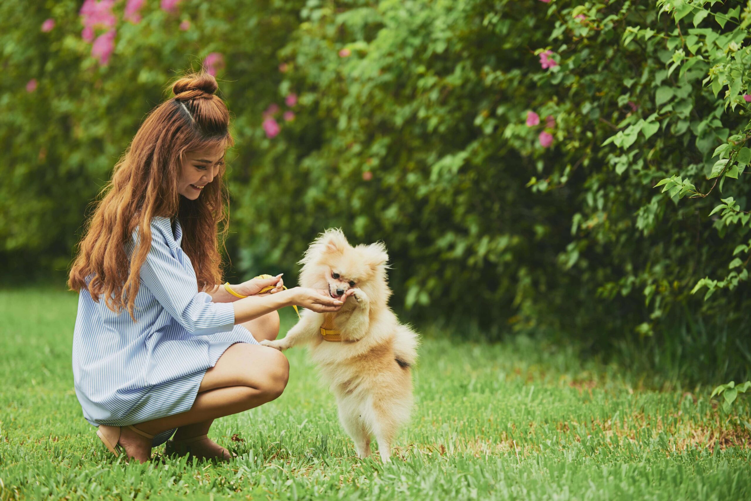 Puppy Training 101: A Guide for New Dog Owners in Dubai