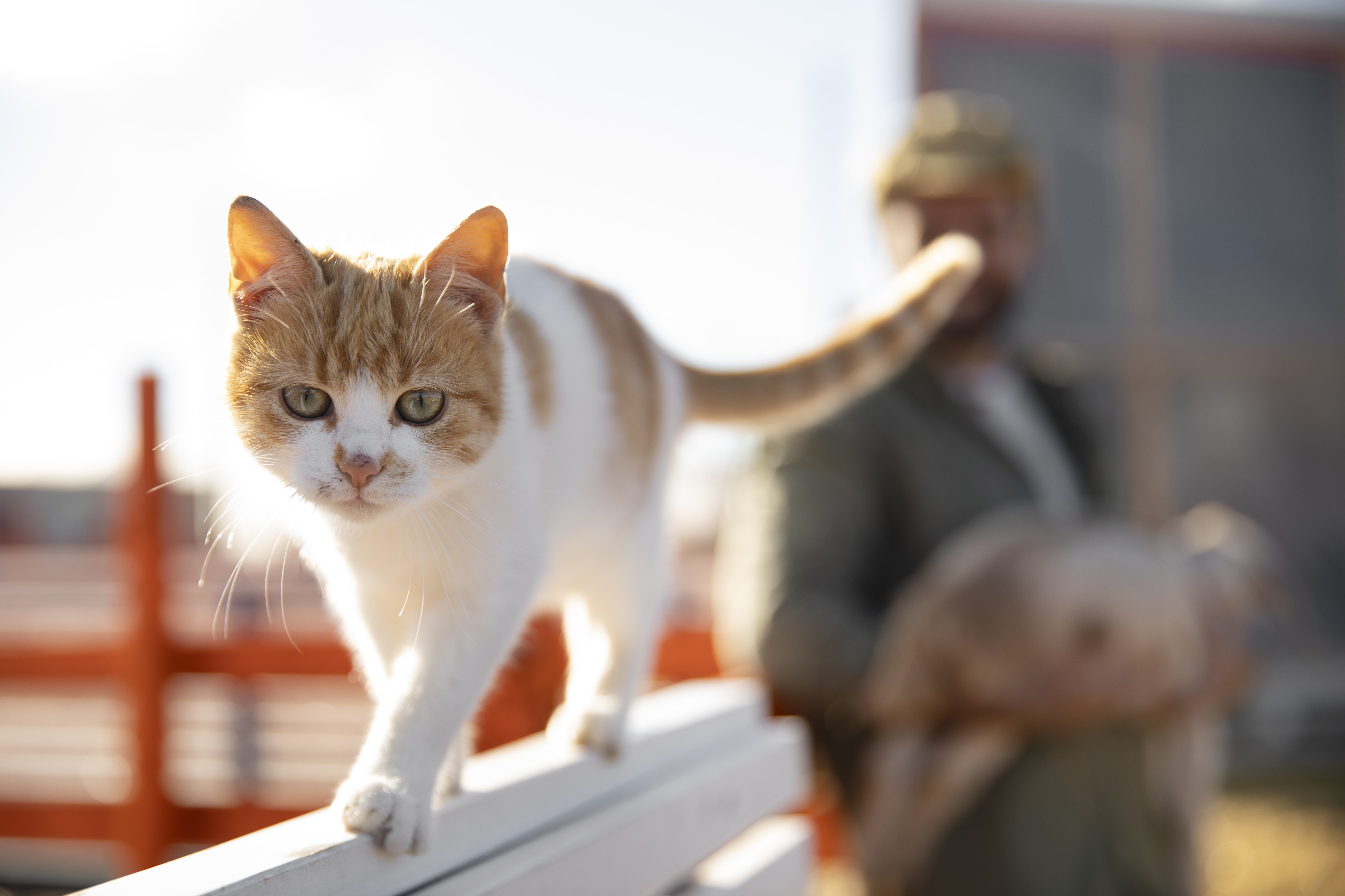 Choosing the Right Cat Boarding Facility in Dubai