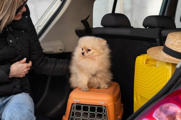 Top Features That Make Our Pet Taxi Stand Out in Dubai