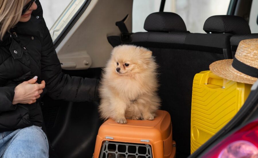 Pet taxi service in Dubai