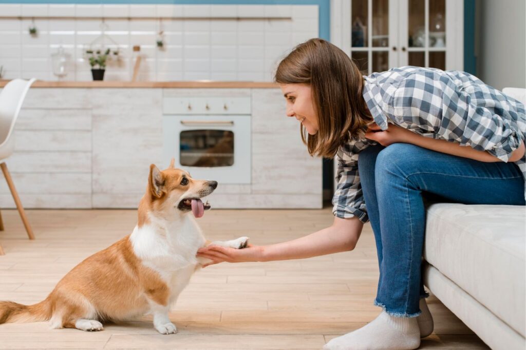 Dog Boarding vs. Pet Sitting