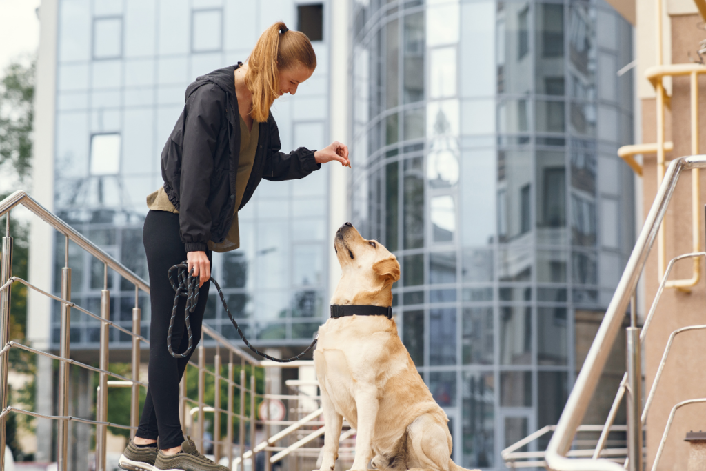 dog boarding vs dog daycare