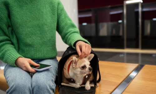Dog Daycare Drop-Off: The Ultimate Do’s and Don’ts