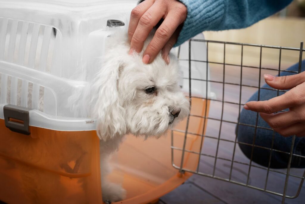 How to Find Reliable Pet Boarding Facilities in Dubai