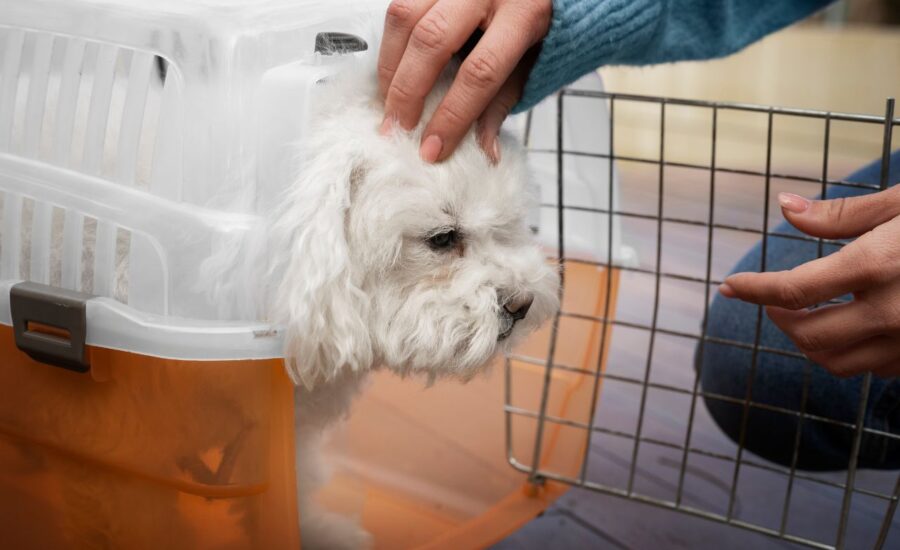 How to Find Reliable Pet Boarding Facilities in Dubai
