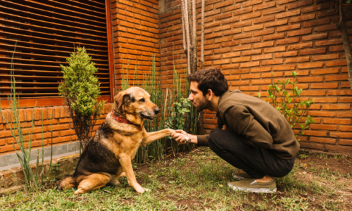 Which Training Methods Work Best for Stubborn Pets?