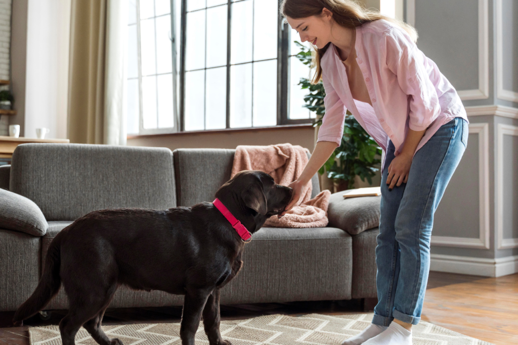 Pet Boarding vs Pet Sitting