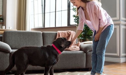 Pet Boarding vs Pet Sitting: What Is Best For You?