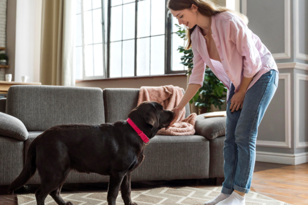 Pet Boarding vs Pet Sitting: What Is Best For You?