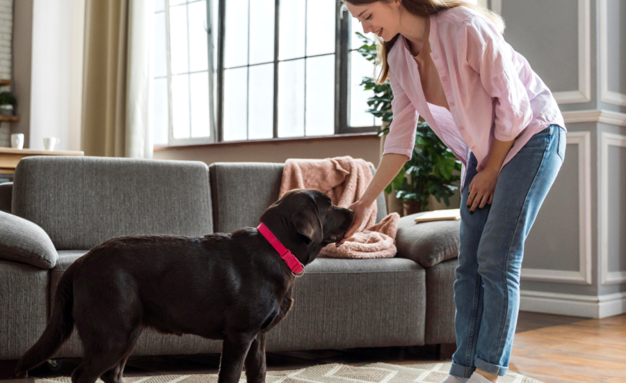 Pet Boarding vs Pet Sitting