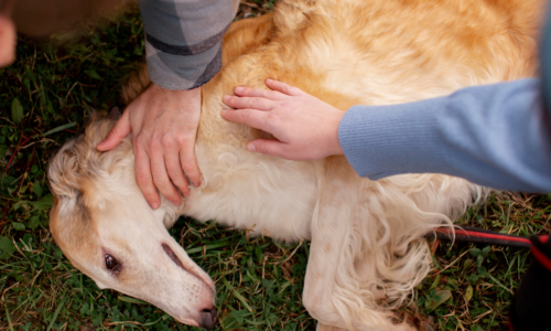 Emergency First Aid For Pets: A Step by Step Guide