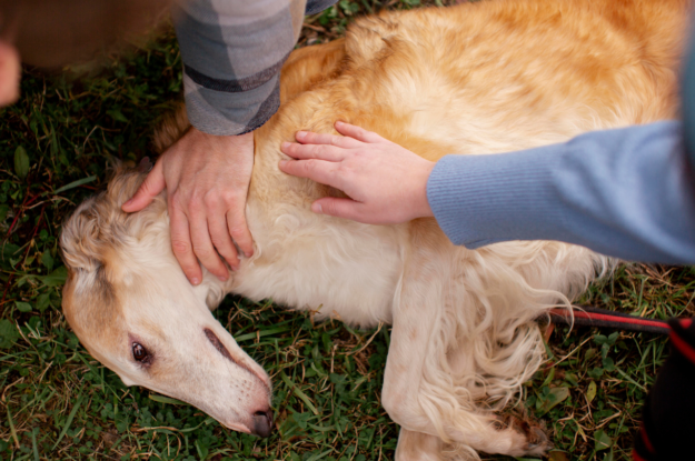 Emergency First Aid For Pets: A Step by Step Guide