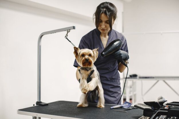Pet Grooming Essentials Guide – Dubai