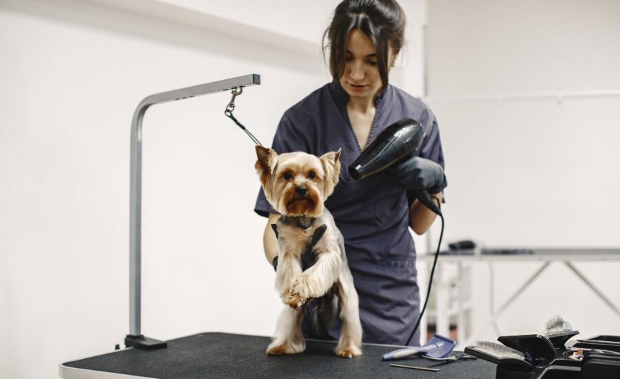 Pet Grooming Essentials Guide – Dubai