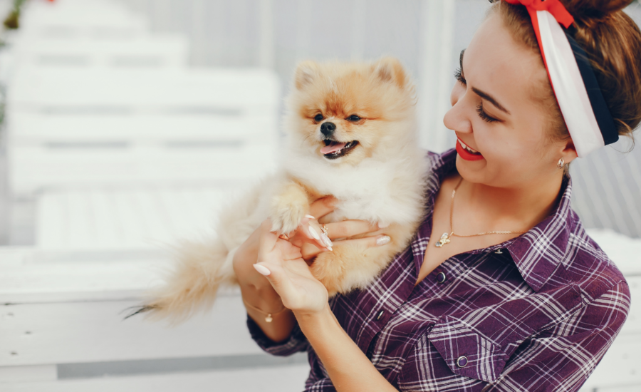 Pet Grooming in Dubai |