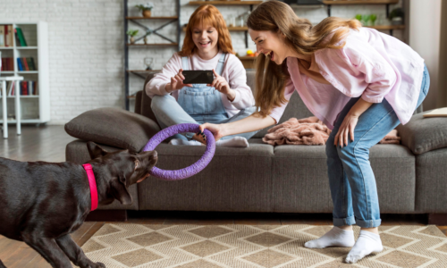 The Ultimate Guide for Picking Pet Toys