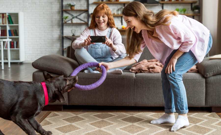 The Ultimate Guide for Picking Pet Toys