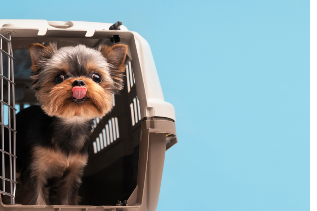 Compare dog daycare and leaving dogs home alone. Discover the best care option for your dog’s health and happiness in Dubai.