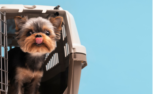 Doggie Day Care vs Home Alone: The Better Option for Your Pet