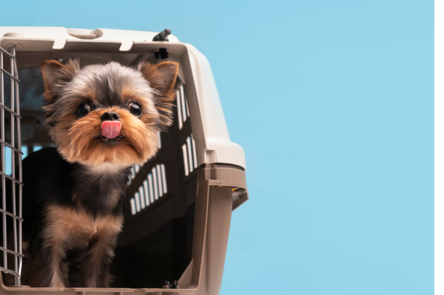 Doggie Day Care vs Home Alone: The Better Option for Your Pet