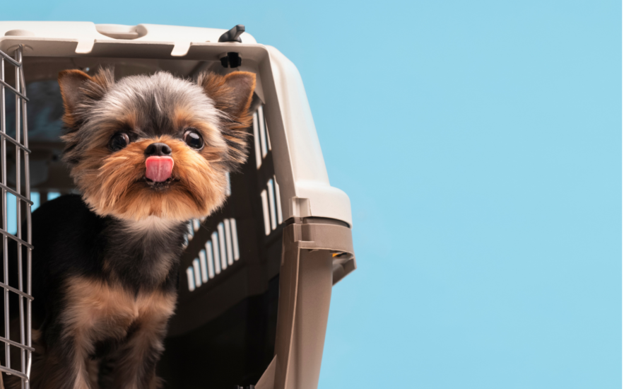Compare dog daycare and leaving dogs home alone. Discover the best care option for your dog’s health and happiness in Dubai.