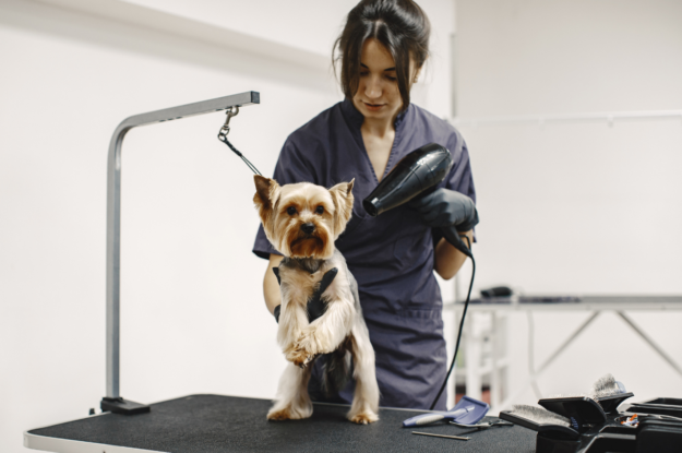 What’s Included in Professional Pet Grooming in Dubai