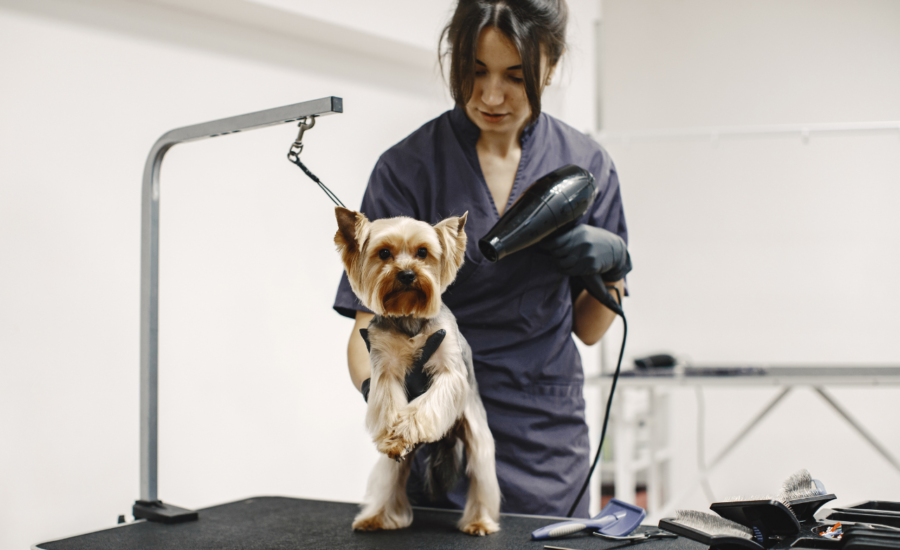 professional pet grooming Dubai